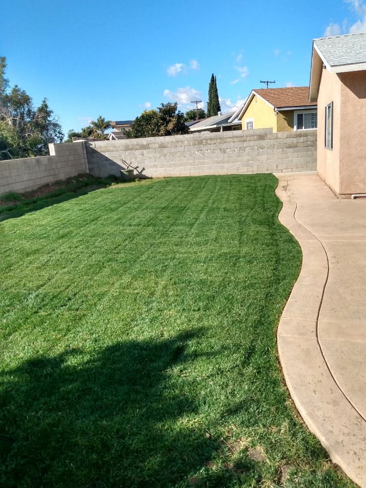 Fresh green sod lawn installation with curved walkway by A.G Landscape