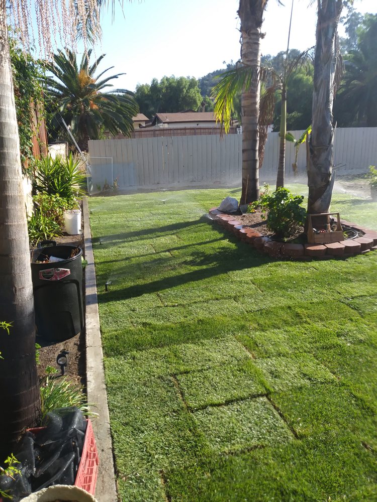 Sod installation around palm trees with brick border by A.G Landscape